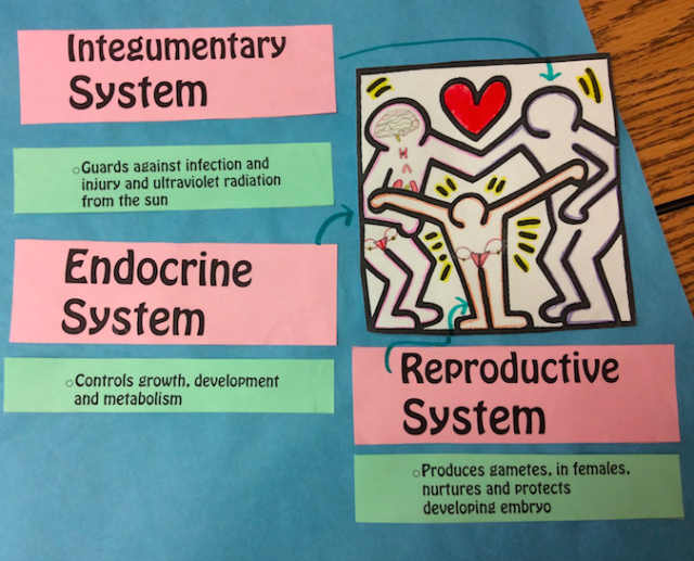 Organ Systems Mural